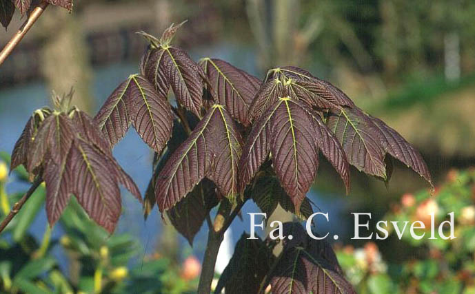 Acer sterculiaceum ssp. thomsonii