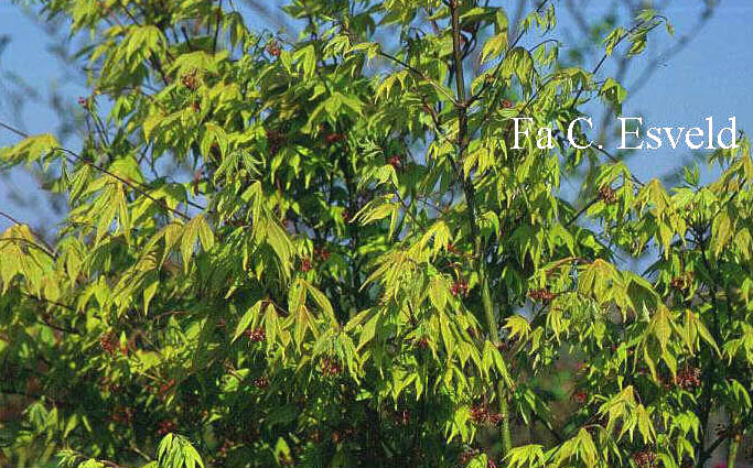 Acer palmatum 'Shuhzan koh'