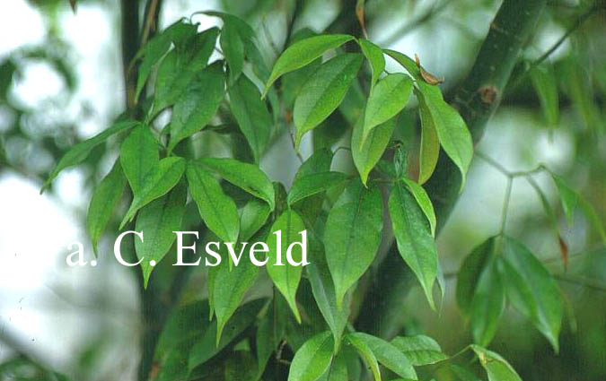 Acer laevigatum
