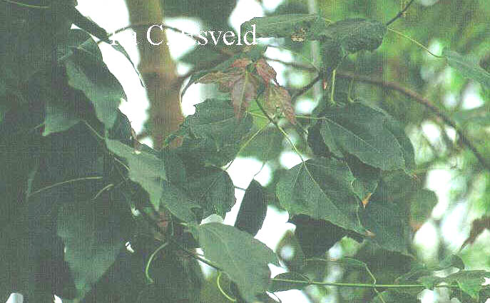 Acer paxii