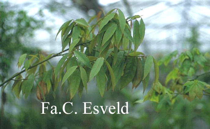 Acer fabri