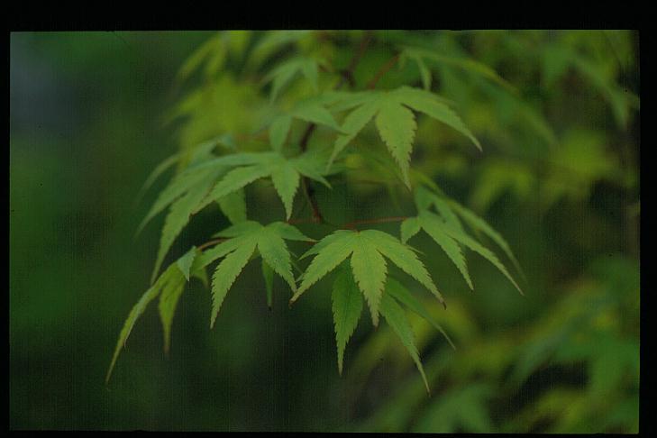 Acer campbellii ssp. sinense