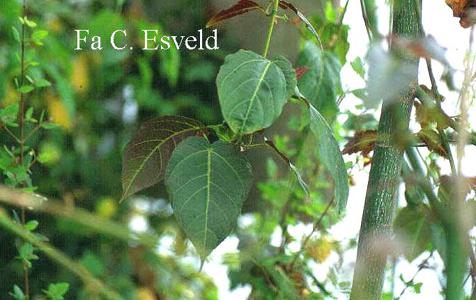 Acer sikkimense