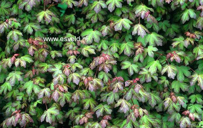 Acer campestre 'Red Shine'