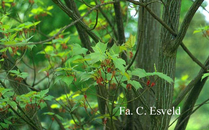 Acer capillipes