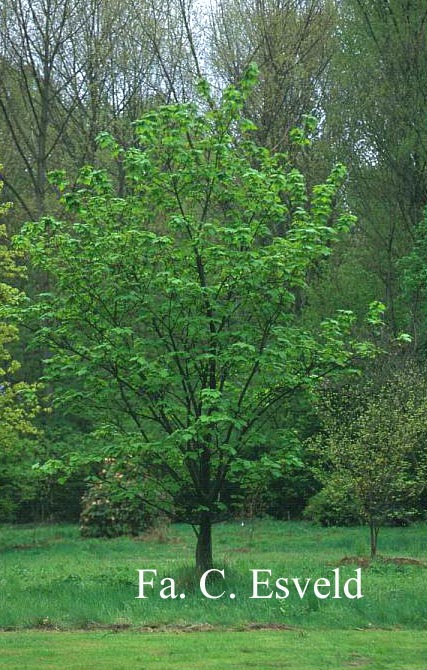 Acer pensylvanicum