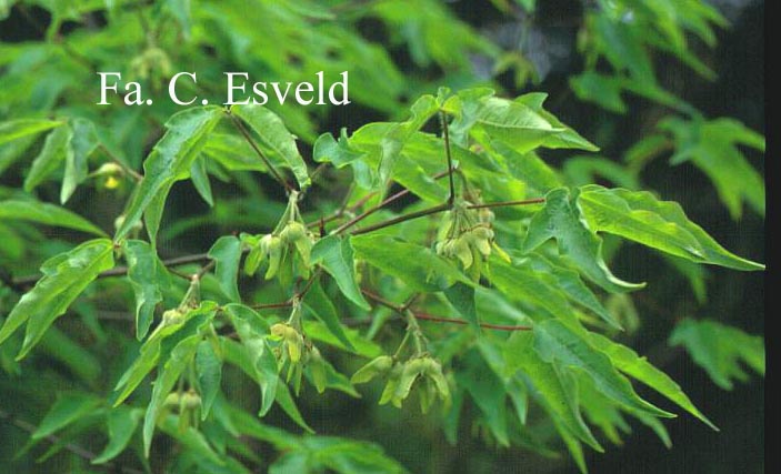 Acer triflorum