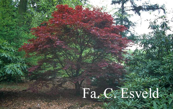 Acer palmatum 'Atropurpureum'