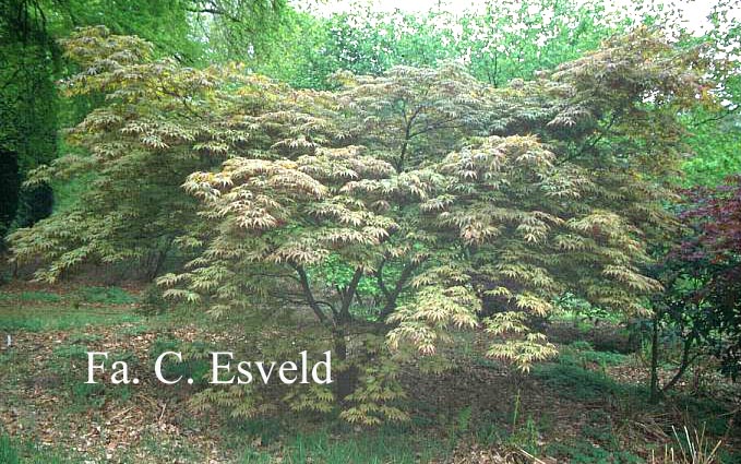 Acer palmatum 'Matsu Kaze'