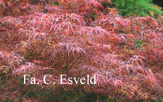 Acer palmatum 'Red Pygmy'