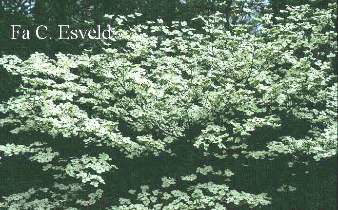 Cornus florida 'Cloud Nine'