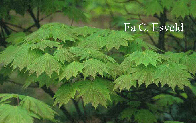 Acer japonicum 'Oh isami'