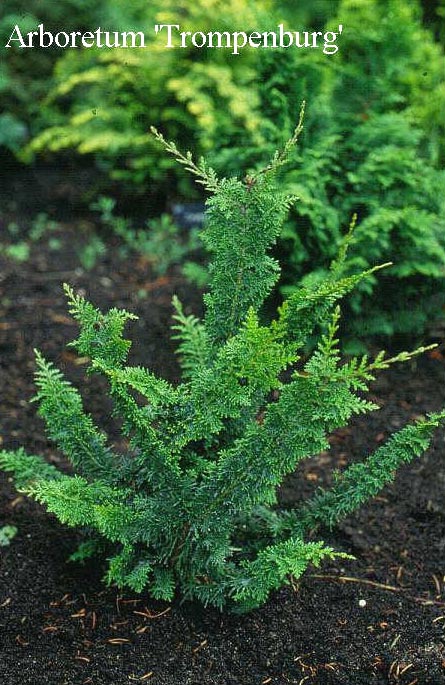 Chamaecyparis obtusa 'Teddy Bear'