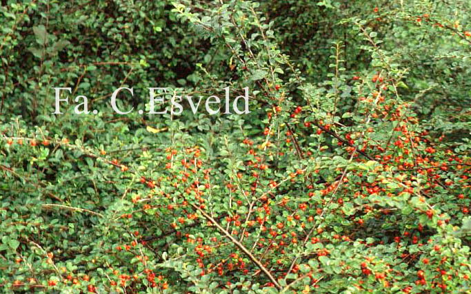 Cotoneaster horizontalis 'Robustus'