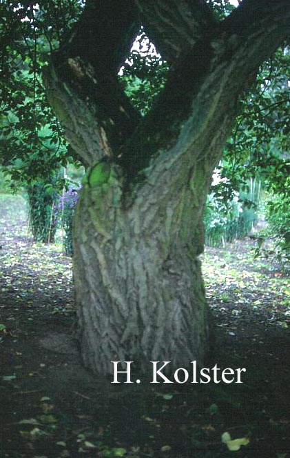 Euonymus hamiltonianus var. hians