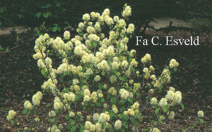 Fothergilla monticola