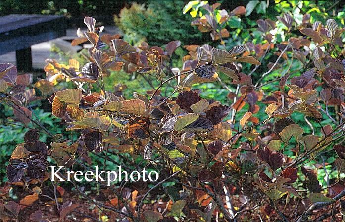 Hamamelis vernalis 'Purple Seedling'