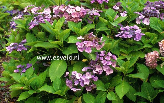 Hydrangea macrophylla 'Aduarda'