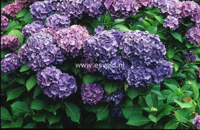 Hydrangea macrophylla 'Clara'