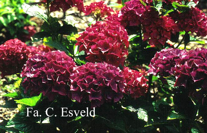 Hydrangea macrophylla 'Romance'