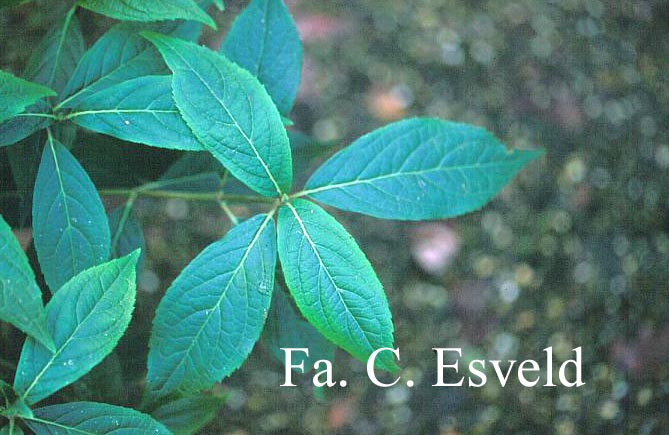 Hydrangea scandens 'Macrosepala'