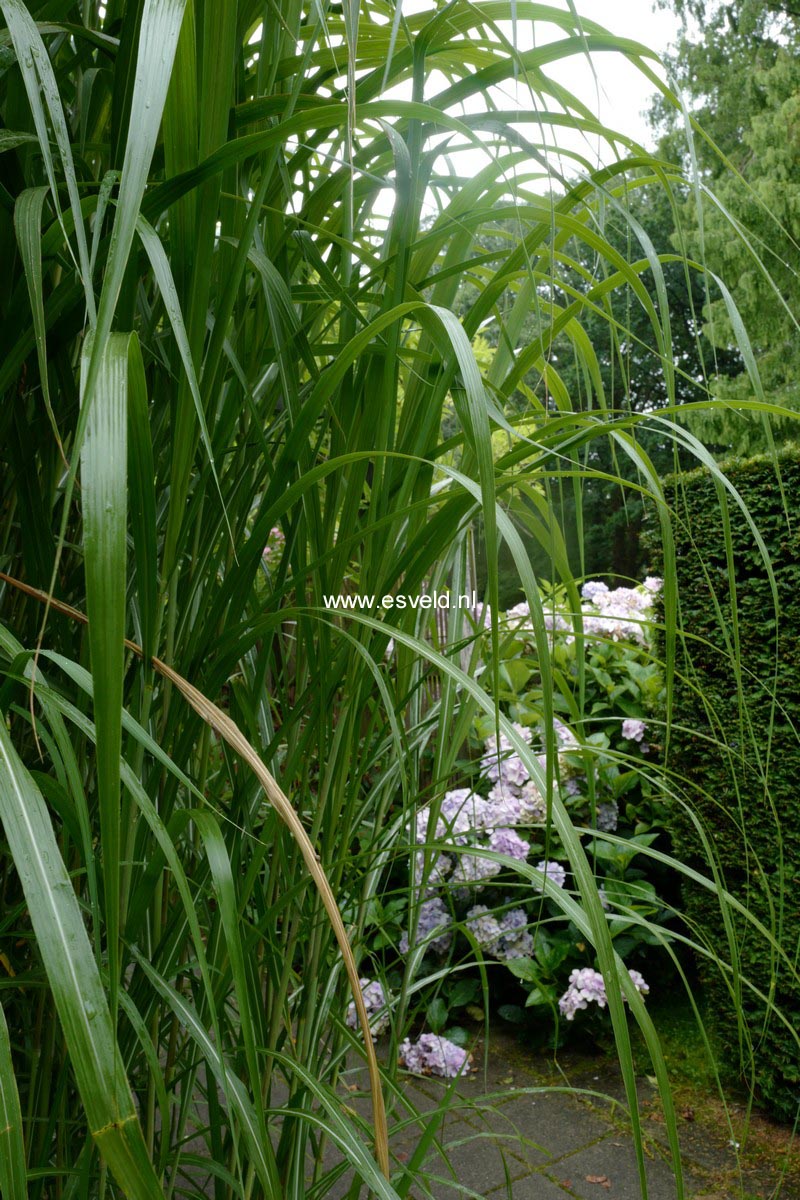 Miscanthus floridulus