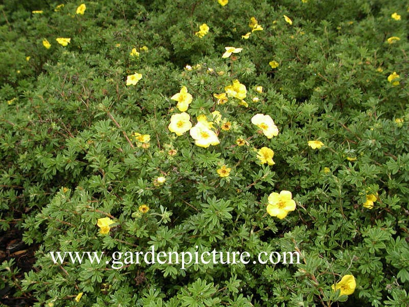 Potentilla fruticosa 'Goldstern'