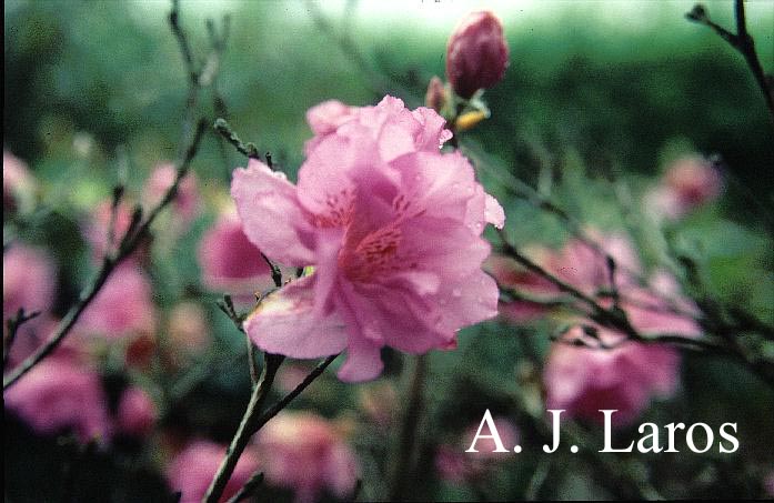 Rhododendron yedoense