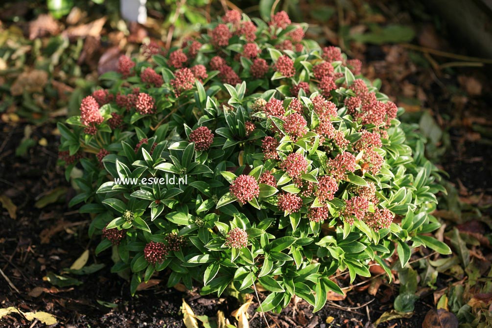 Skimmia japonica 'Marlot'