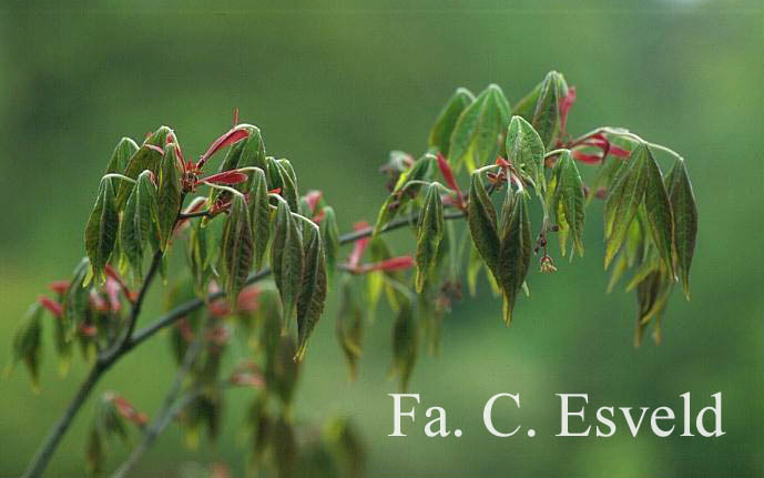 Acer pubipalmatum