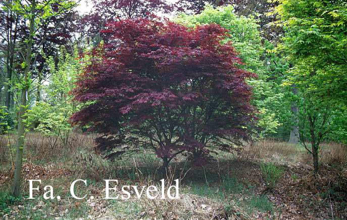 Acer palmatum 'Burgundy Lace'