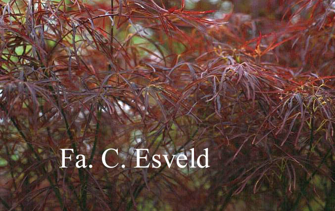 Acer palmatum 'Red Pygmy'