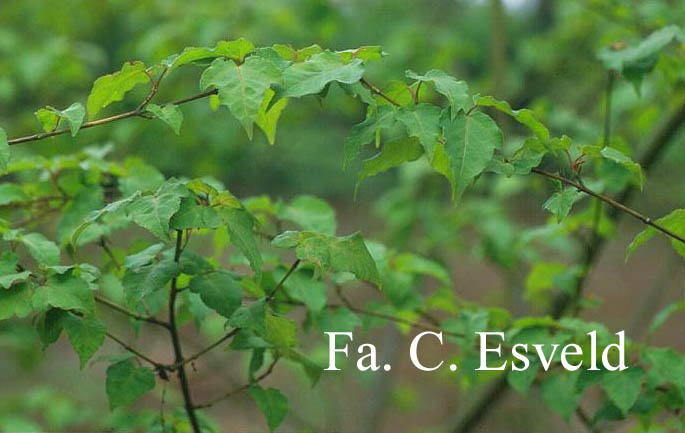 Acer crataegifolium