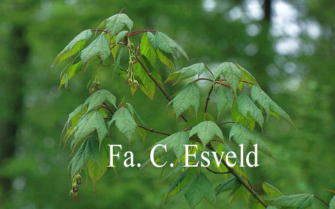 Acer acuminatum