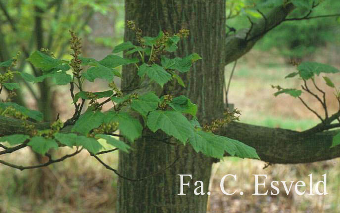 Acer rufinerve