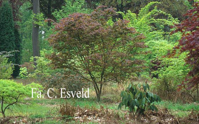 Acer palmatum 'Azuma murasaki'