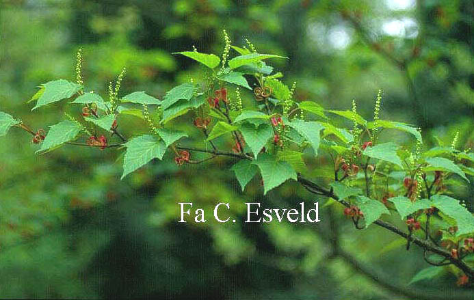 Acer capillipes