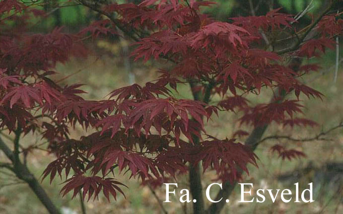 Acer palmatum 'Ohgon sarasa'