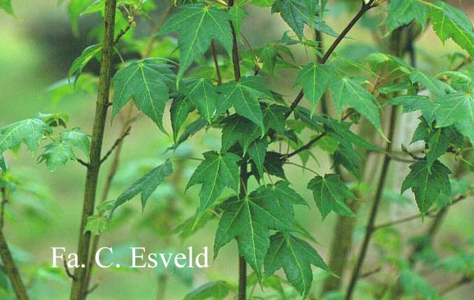 Acer pectinatum ssp. maximowiczii