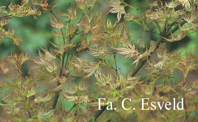 Acer oliverianum ssp. formosanum