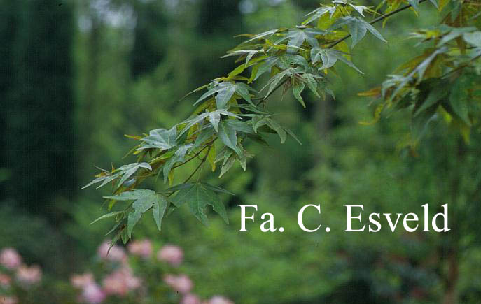 Acer oliverianum ssp. formosanum