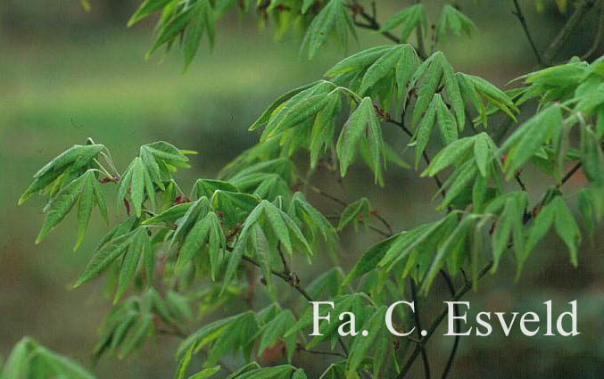 Acer pubipalmatum