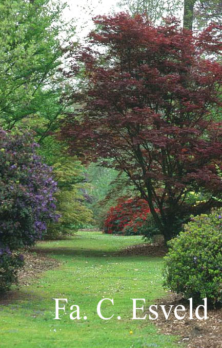 Acer palmatum 'Atropurpureum'