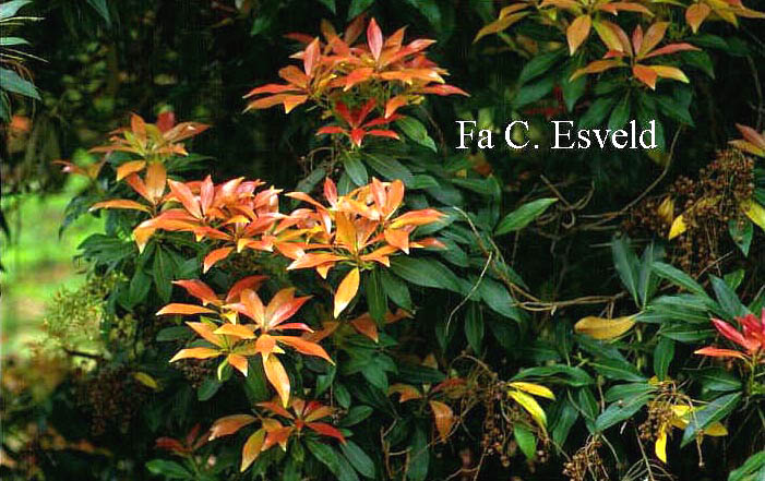 Pieris 'Forest Flame'