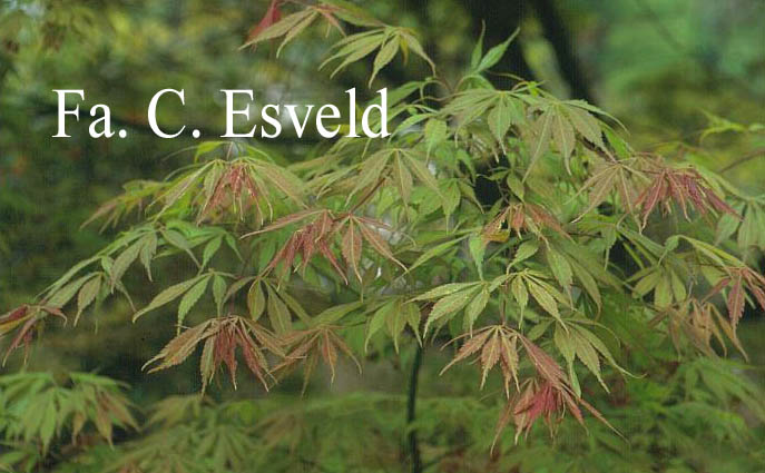 Acer palmatum 'Elegans'