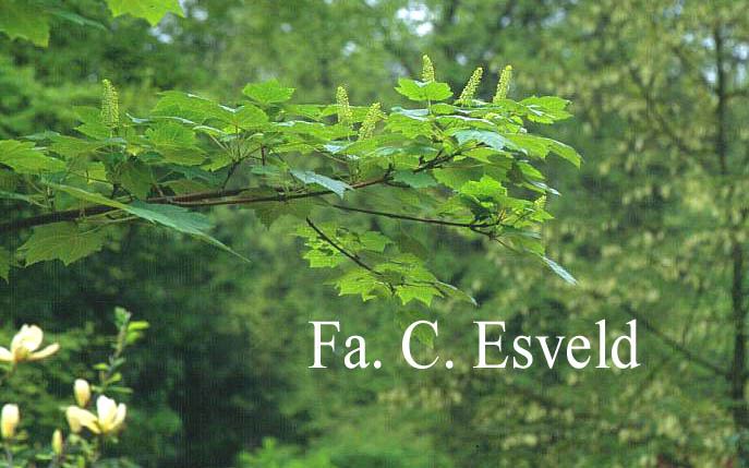 Acer caudatum ssp. ukurunduense