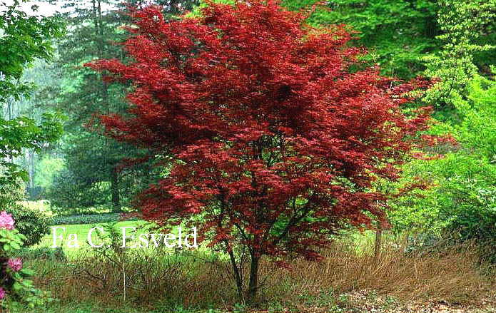 Acer palmatum 'Chishio'