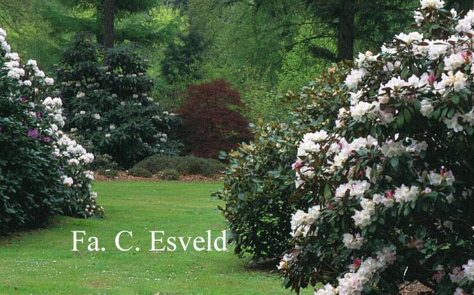 Rhododendron bureavii