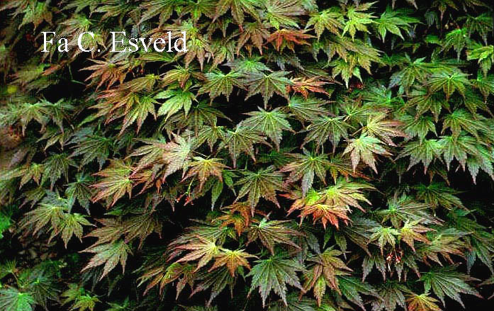 Acer palmatum 'Mirte'