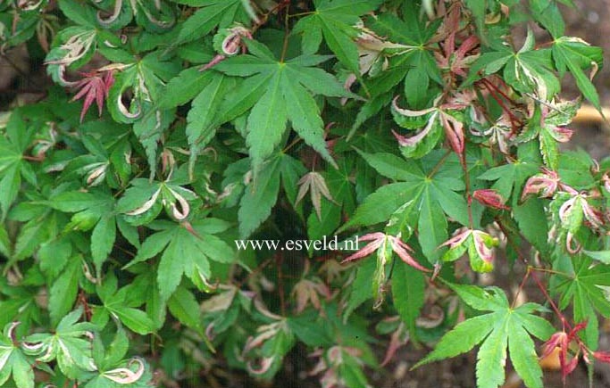Acer palmatum 'Asahi zuru'